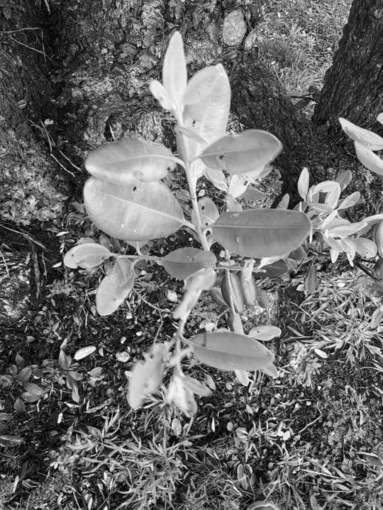 Pōhutukawa leaves photographed at the foot of the tree with KYTE